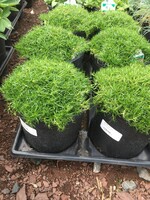 Sagina subulata Irish Moss, #1