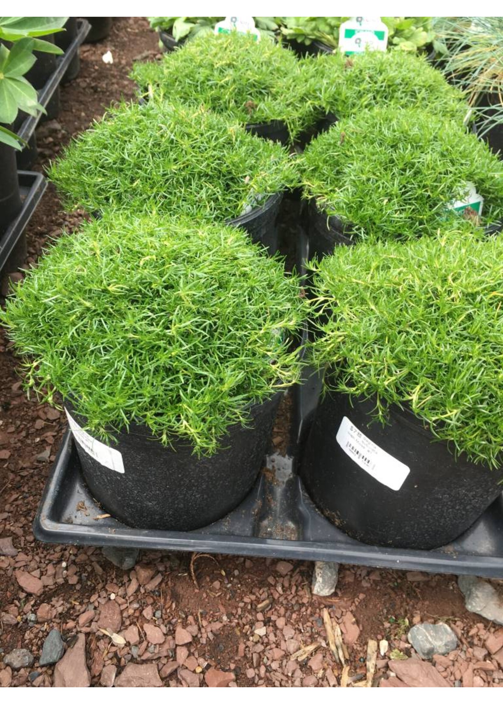 Sagina subulata Irish Moss, #1