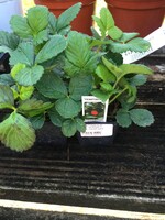 Fragaria sp. Strawberry , Edible, assorted varieties
