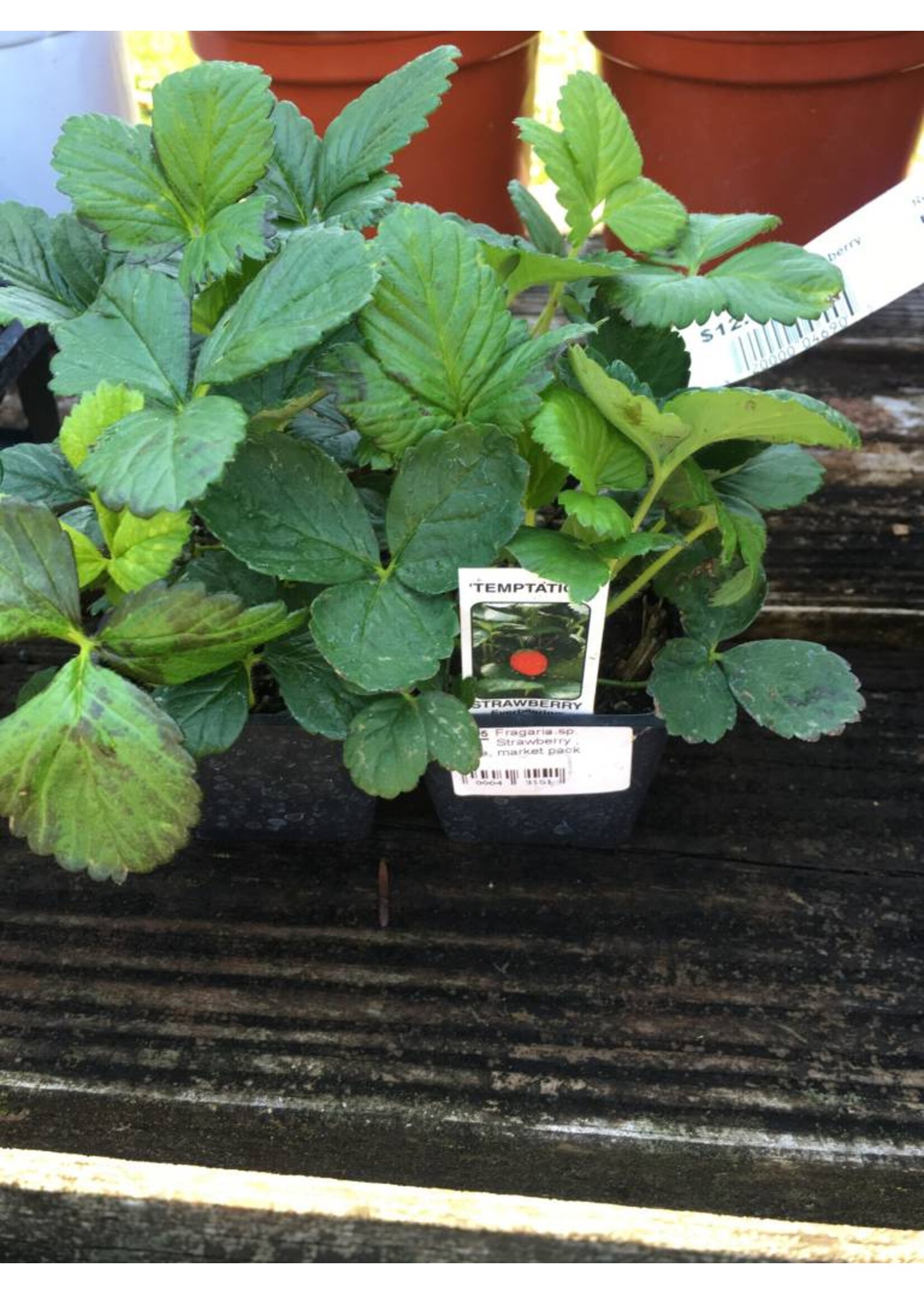 Fragaria sp. Strawberry , Edible, assorted varieties