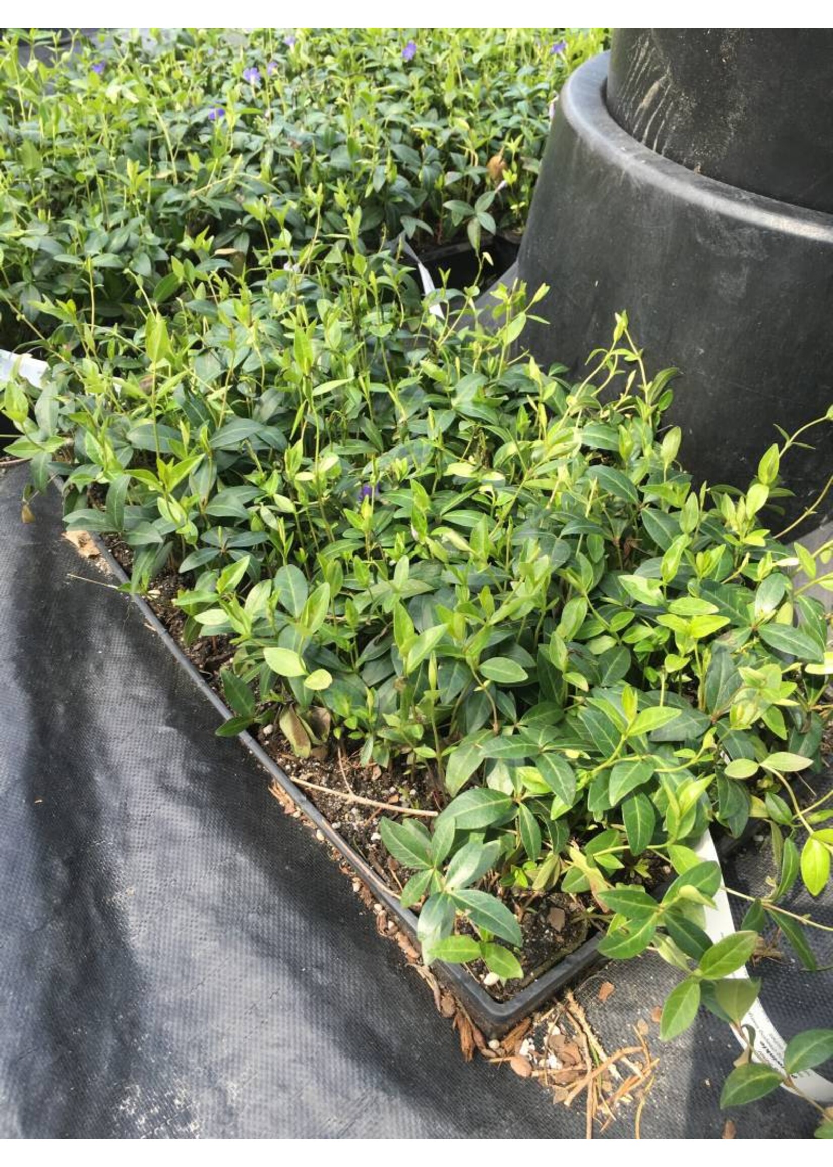 Vinca minor Periwinkle, FLAT of 50