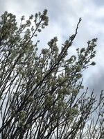 Spring Bloom Amelanchier can. Glenform Serviceberry - Shadblow, Rainbow Pillar, #10