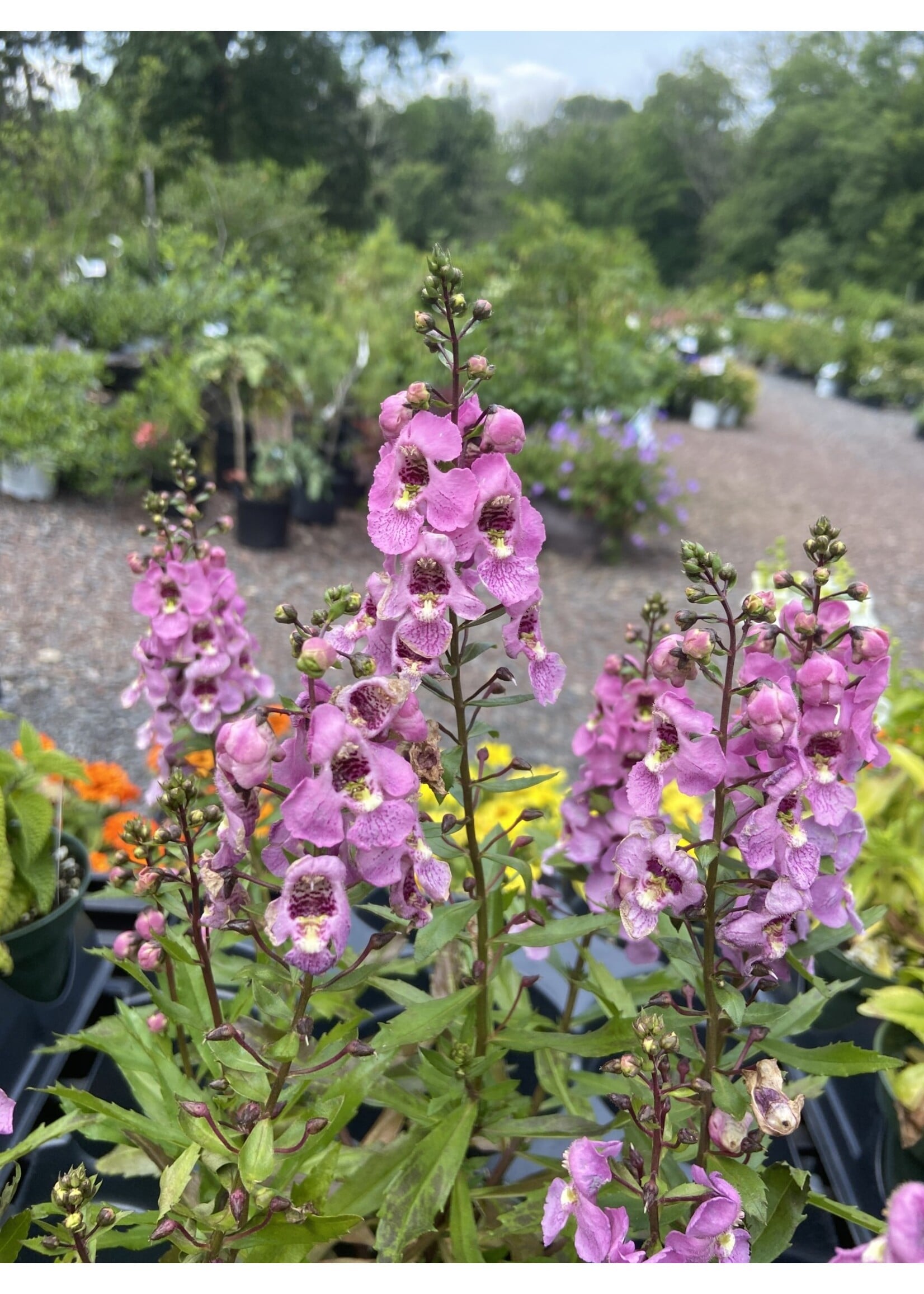Angelonia, Archangel assorted, 4" pot