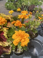 Marigold, Durango orange or yellow 4"