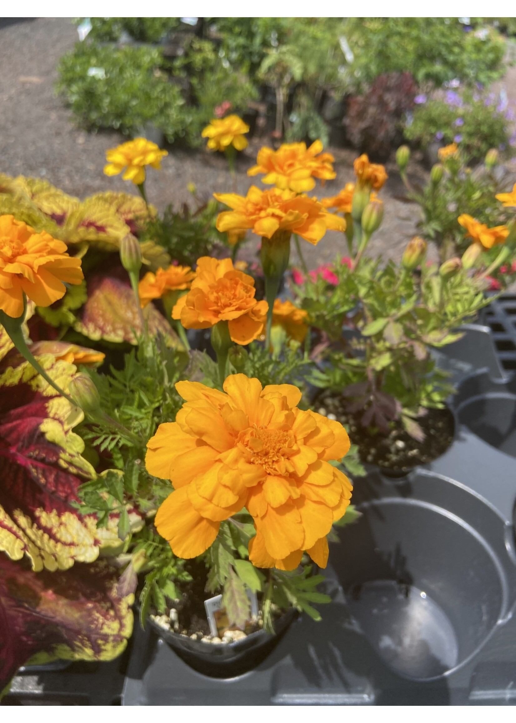 Marigold, Durango orange or yellow 4"