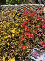 Portulaca 4"