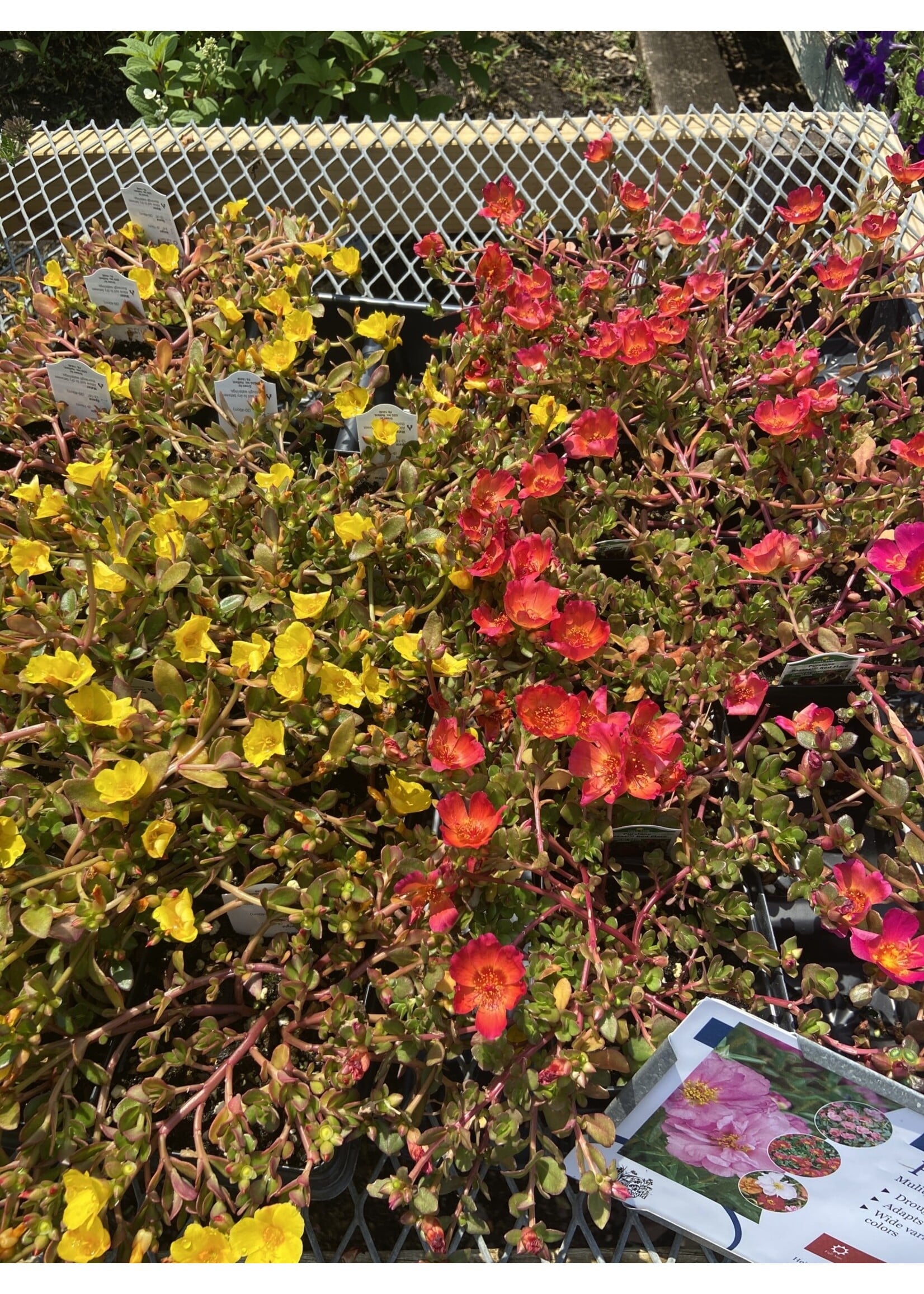Portulaca 4"