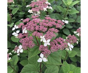 Radiata Invincibelle Lace Hydrangea | Behmerwald Nursery