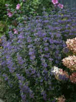 Caryopteris Beyond Midnight, Bluebeard #3