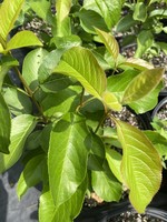 Viburnum Lentago Viburnum - Nannyberry, #3