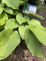 Hosta sie. Elegans Blue Giant, Plantain Lily Elegans, #3