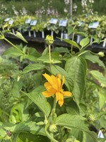 Heliopsis helianthoides Summer Sun, False Sunflower #1