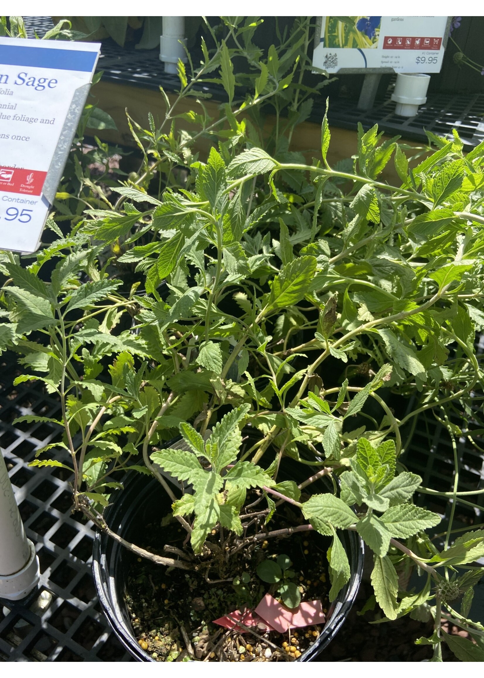 Perovskia atrip. Sage - Russian, #1