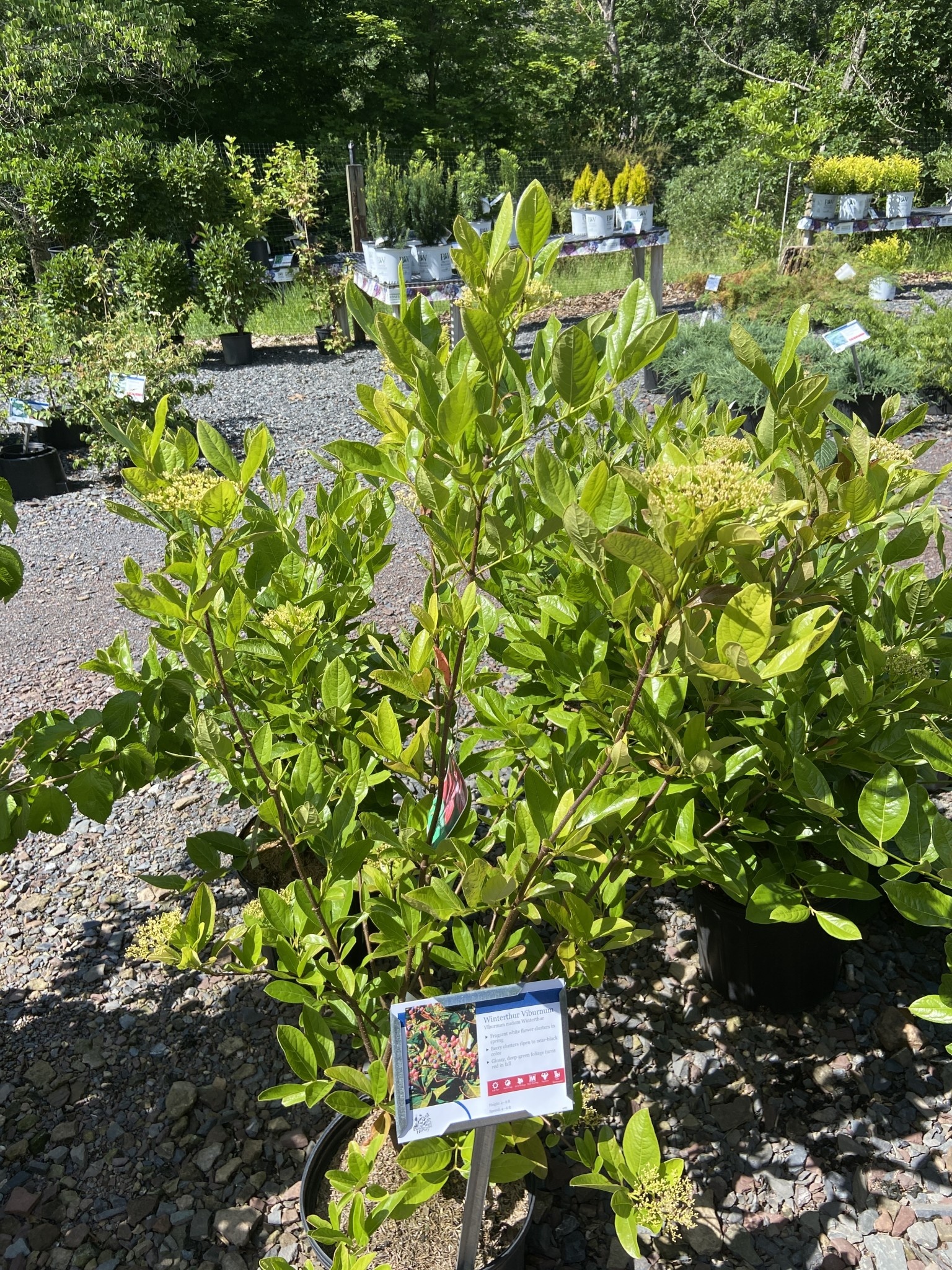 Viburnum nudum Winterthur Viburnum Witherod, Winterthur, 3