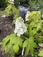 Hydrangea querc. Hydrangea Open pollinated- Oakleaf, #3