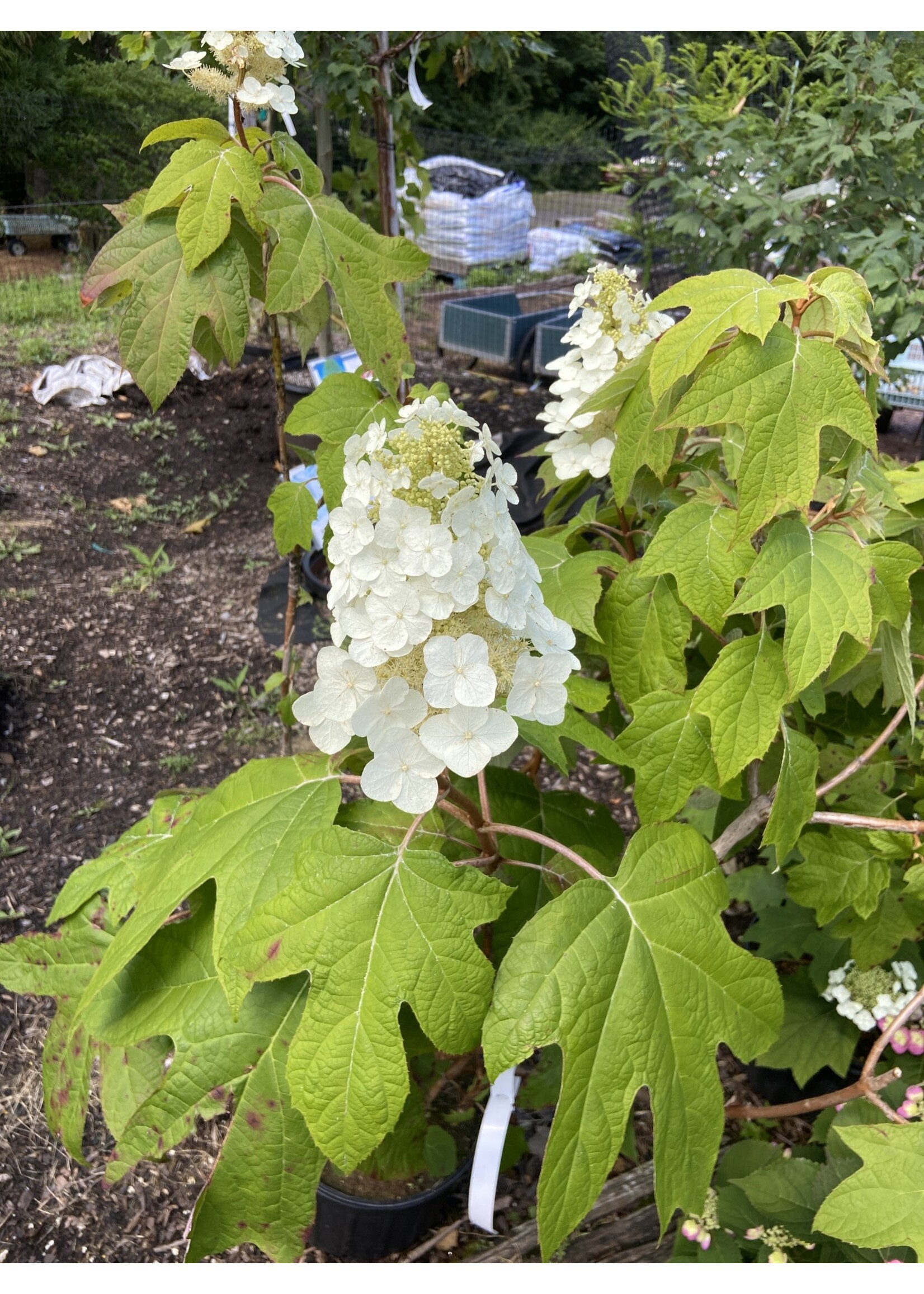 Hydrangea querc. Hydrangea - Oakleaf, #3