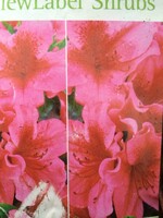 Azalea Girard's Crimson Azalea, Girard's Crimson, #3