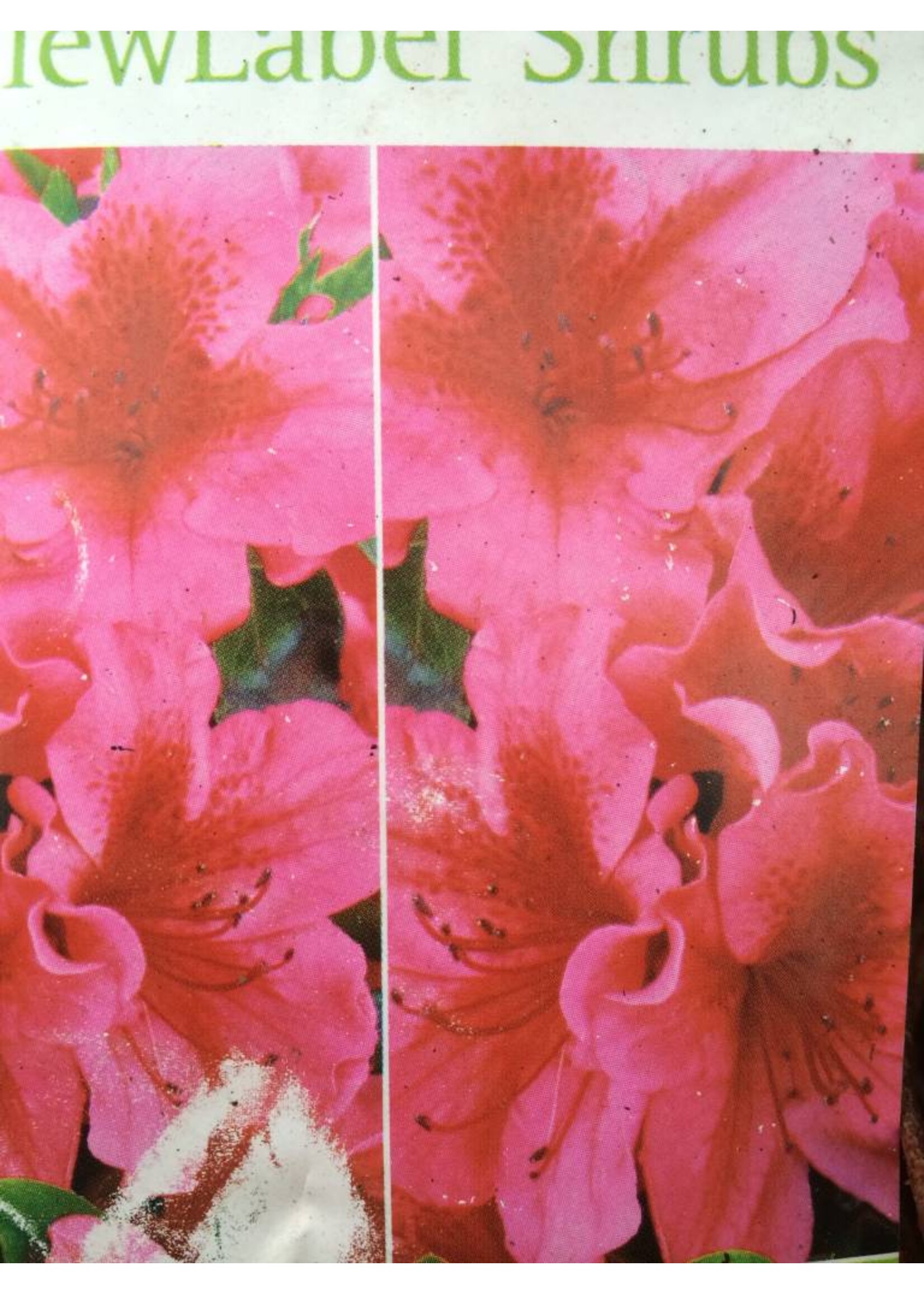 Azalea Girard's Crimson Azalea, Girard's Crimson, #3