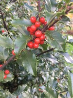 Ilex x meser. Blue Princess Holly - Blue, Blue Princess, #5