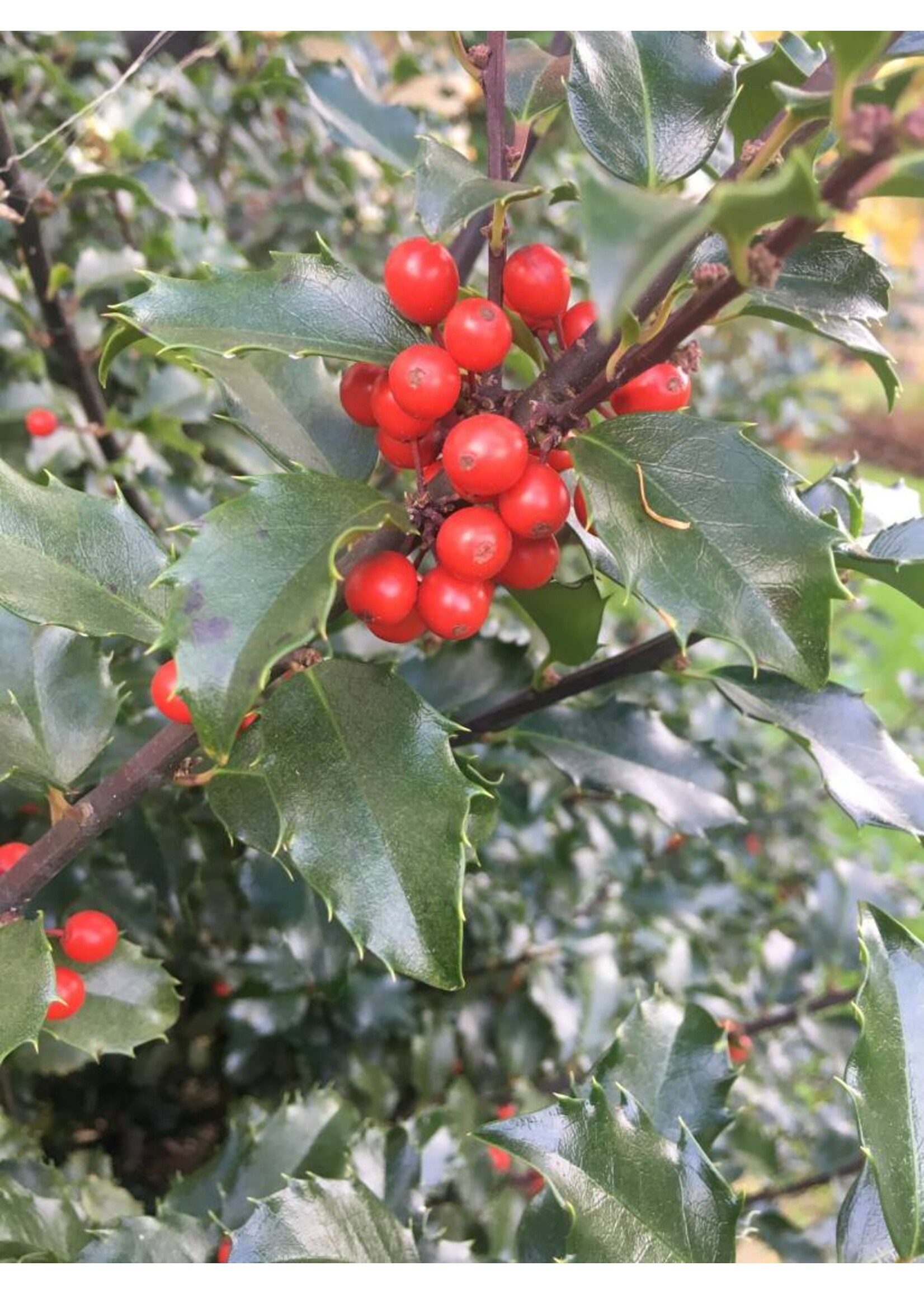 Ilex x meser. Blue Princess Holly - Blue, Blue Princess, #5