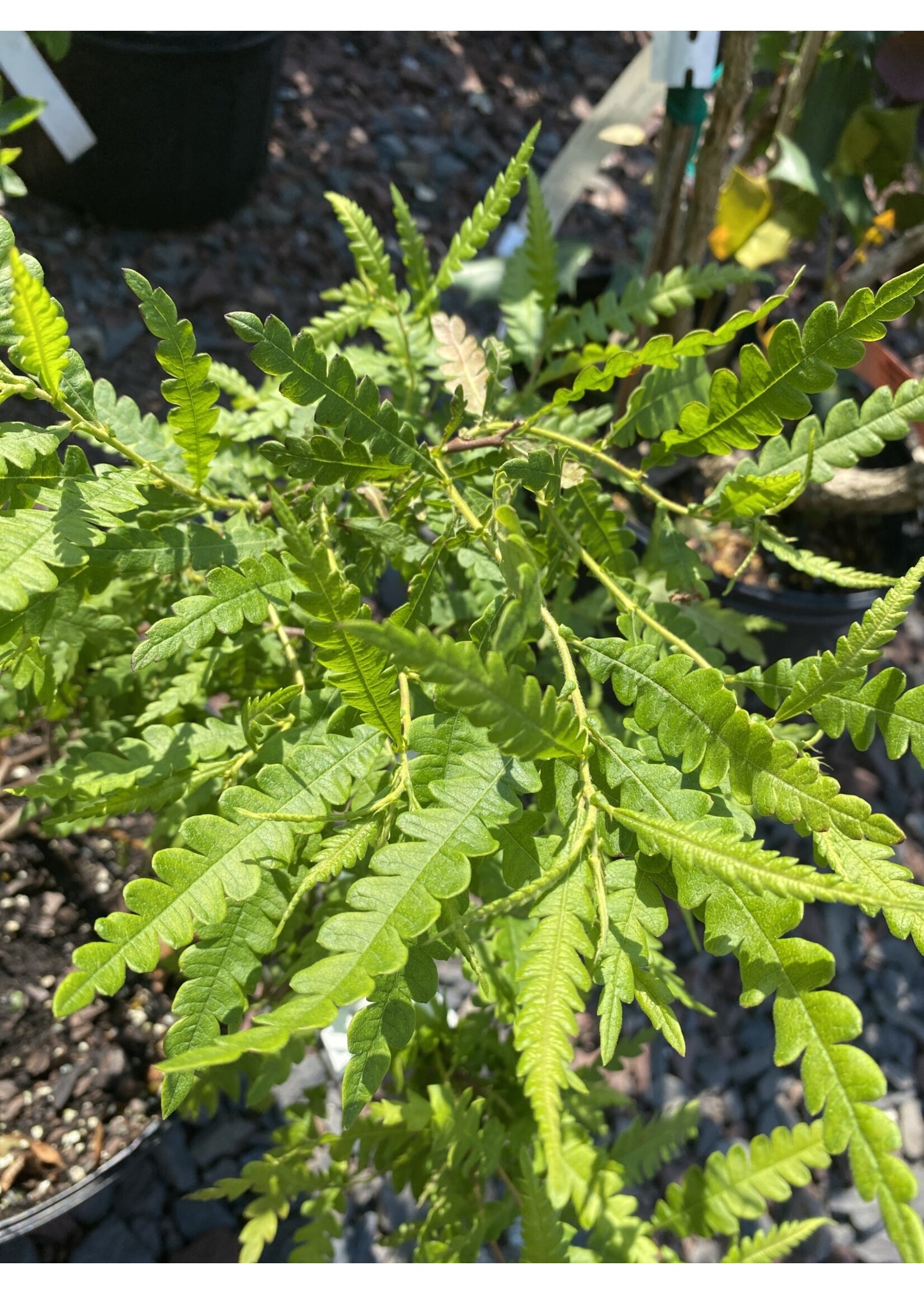 Comptonia peregrina, Sweet Fern #3 container
