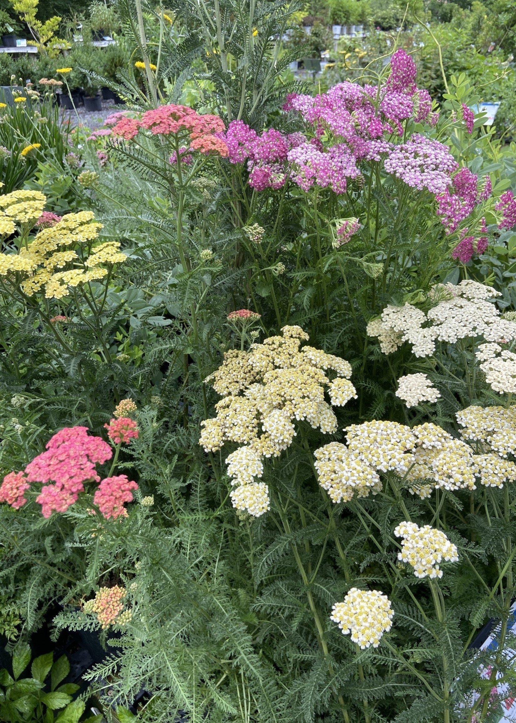 Achillea millefolium Summer Pastel, yarrow - Behmerwald Nursery