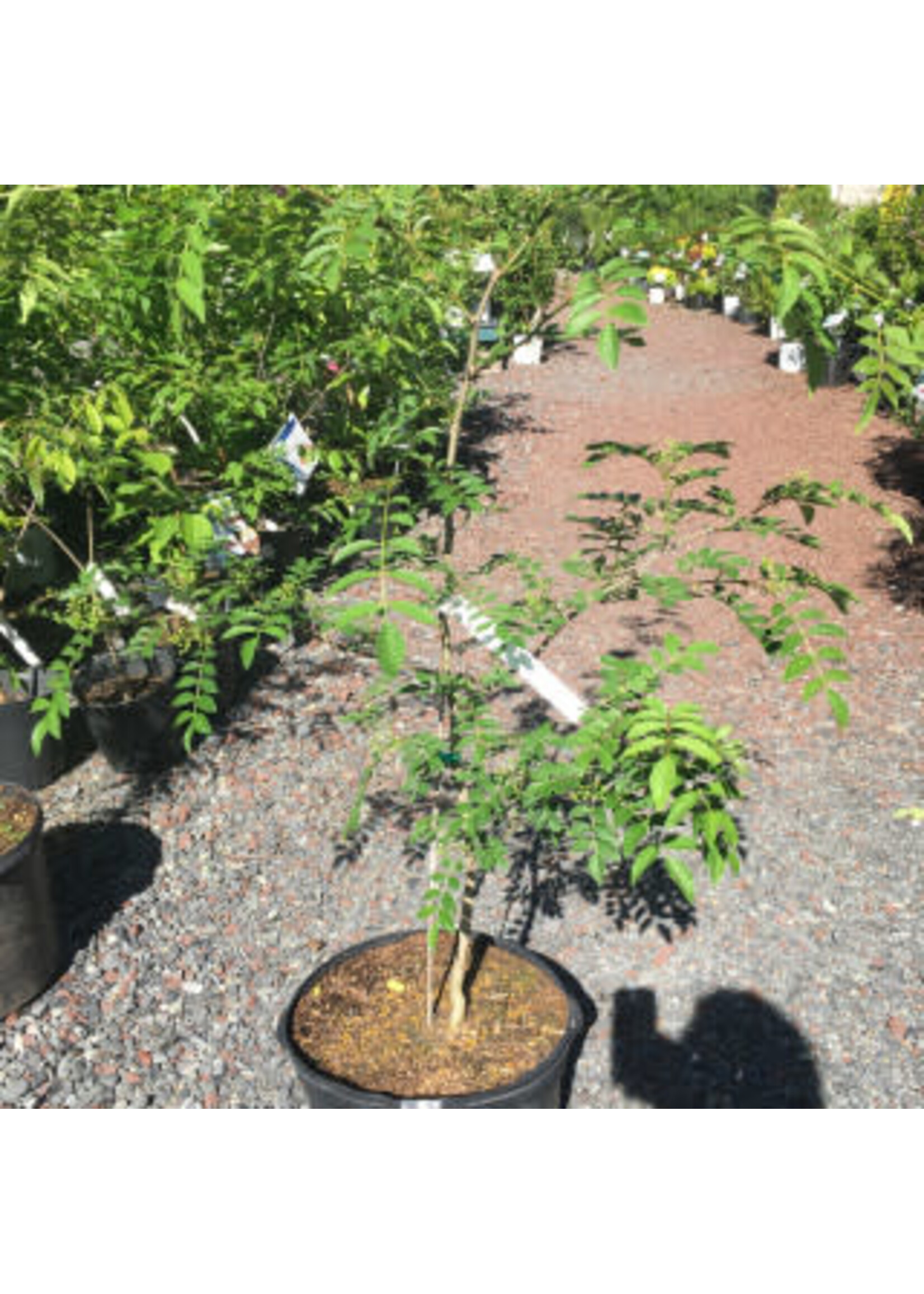 Zanthoxylum americanum, Prickly Ash #2