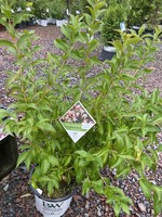 Abelia mosanensis Sweet Emotion, Abelia, Fragrant Hardy, #3