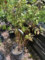 Cornus stolon. Baileyi Dogwood - Red Twig, Baileyi, #3