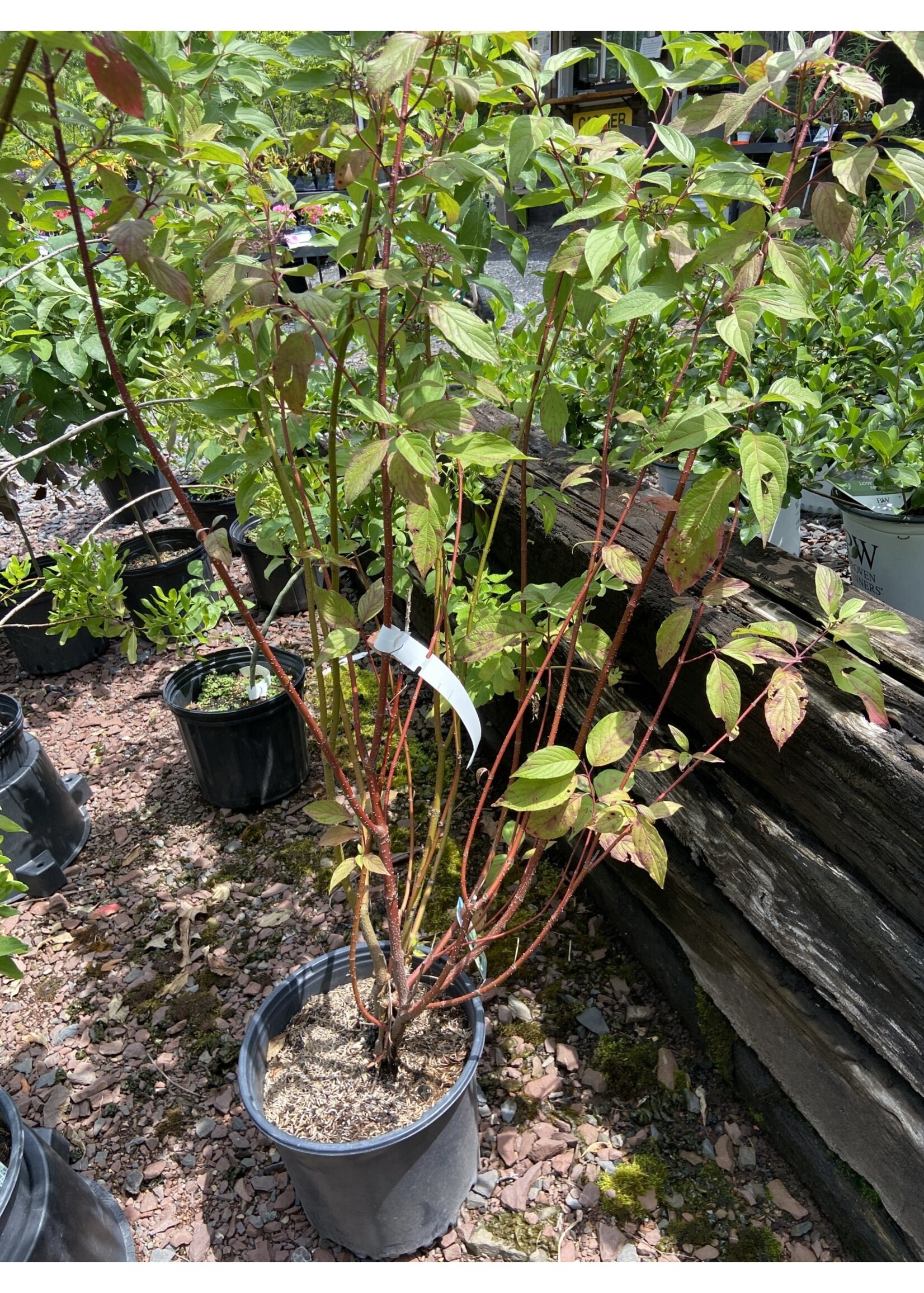 Cornus stolon. Baileyi Dogwood - Red Twig, Baileyi, #3