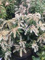 Pieris jap. Mountain Fire Andromeda, Mountain Fire, #3