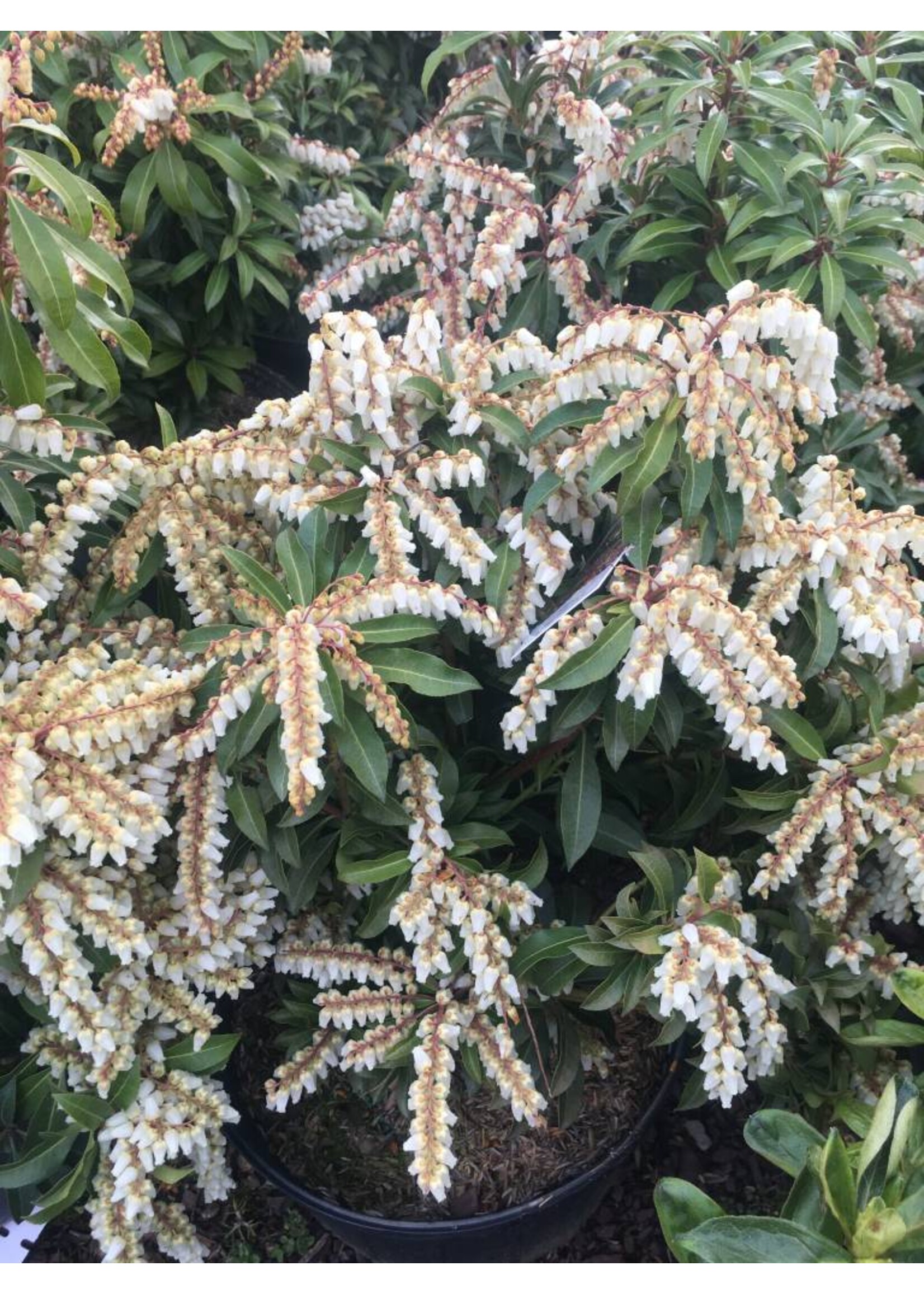 Pieris jap. Mountain Fire Andromeda, Mountain Fire, #3