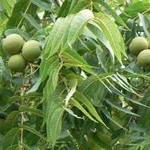 Planting around Black Walnuts