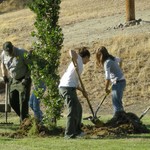 Proper Planting