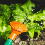 Watering Principles