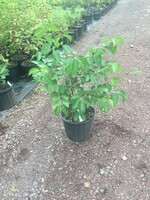 Viburnum dentatum Viburnum - Arrowwood, #3