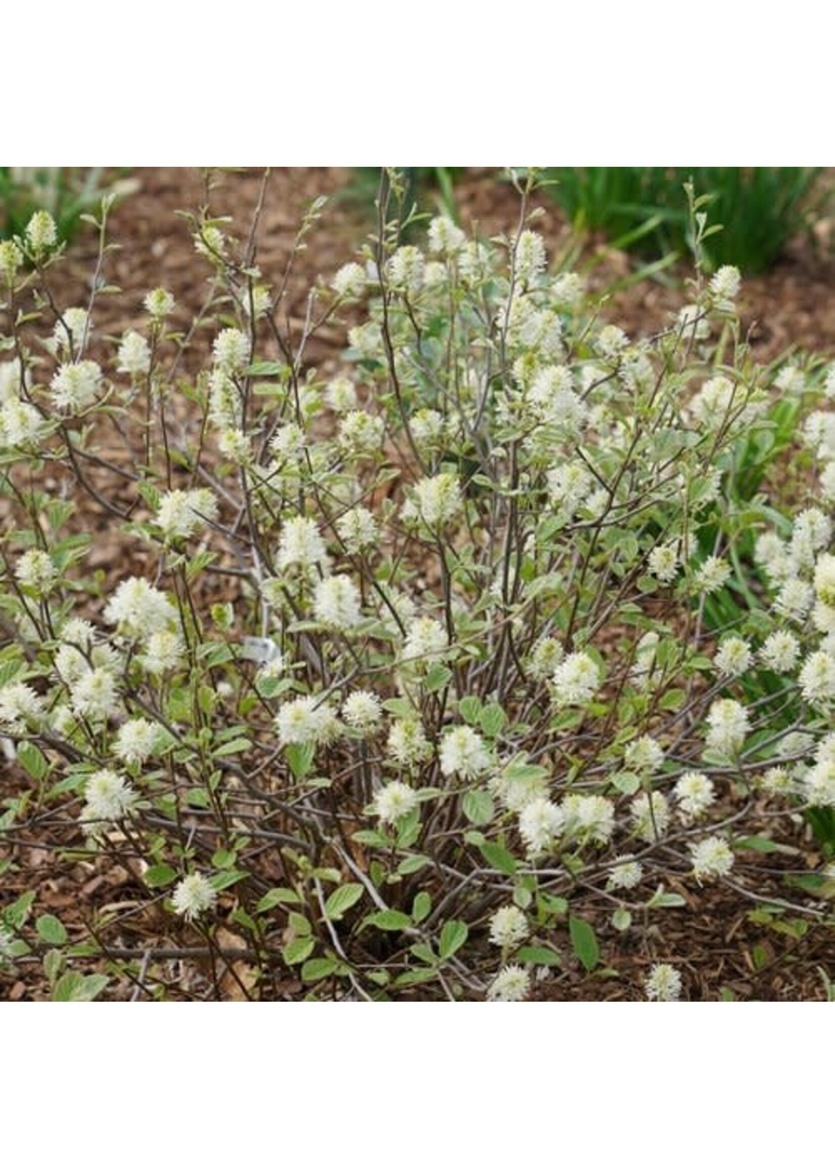 Fothergilla x intermedia Legends of the Small