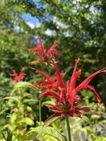 Monarda didyma, Bee Balm #1 container