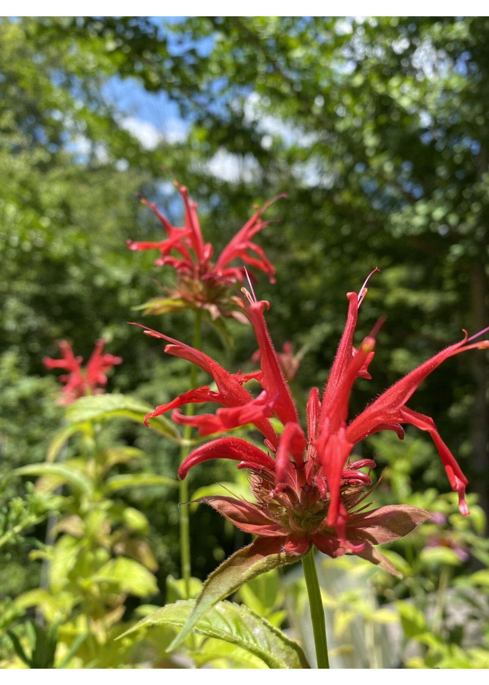 Monarda didyma, Bee Balm #1 container
