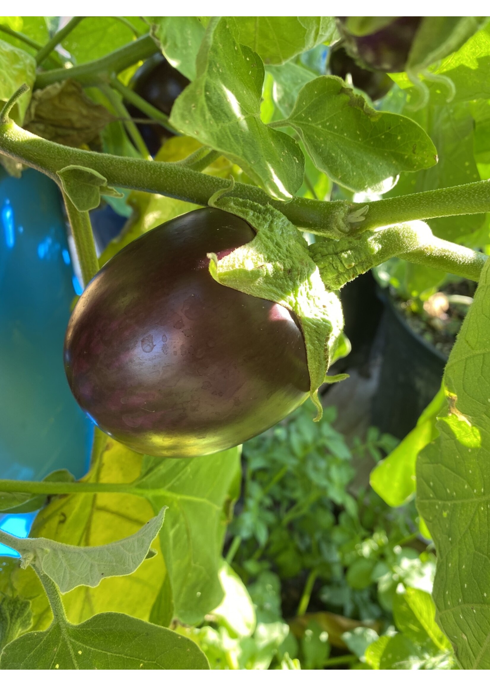 Aubergine Black Beauty, Eggplant- Vegetable, 4" pot