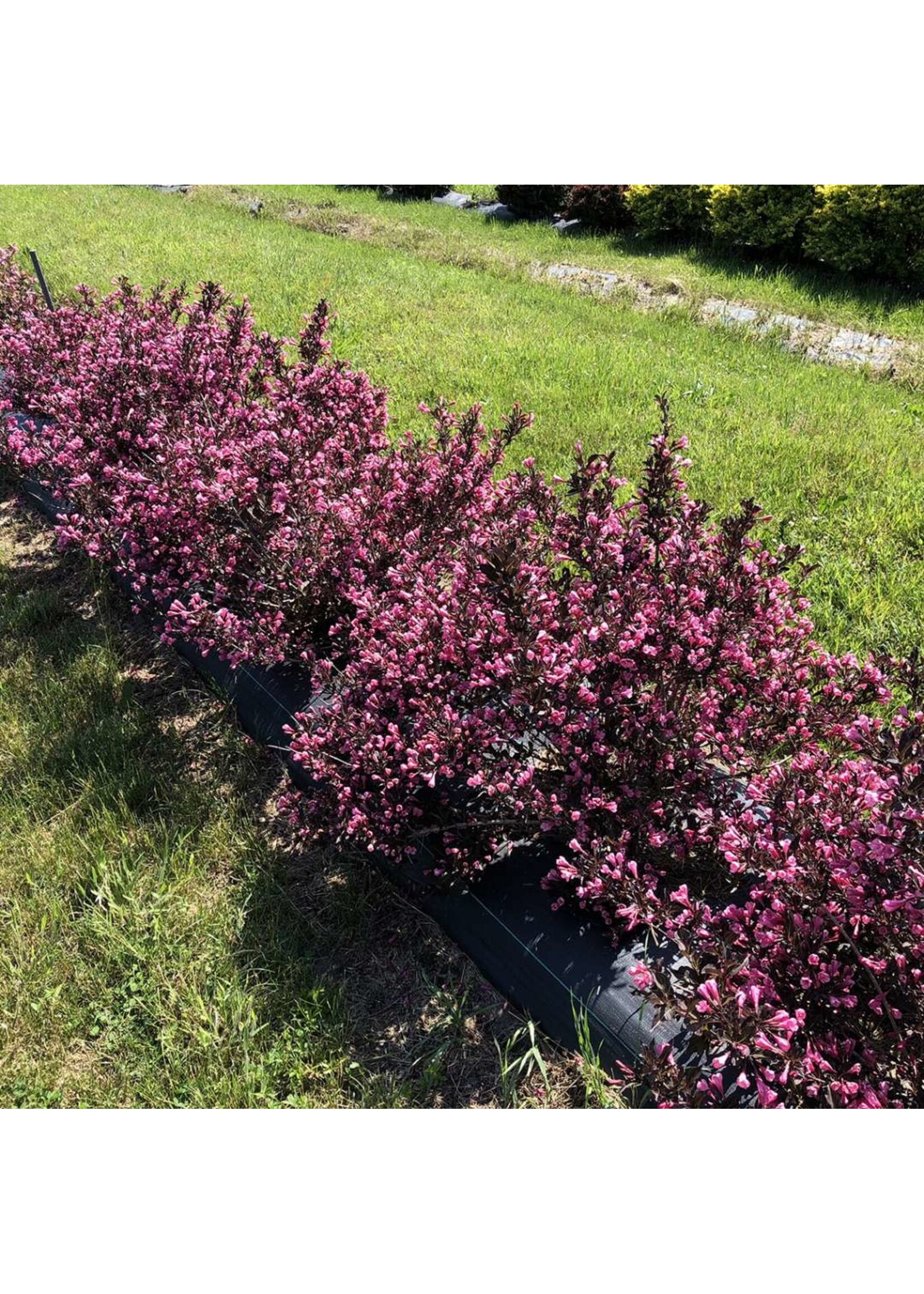 Weigela Florida 'SMNWFDFRD'- Very fine wine weigela #3