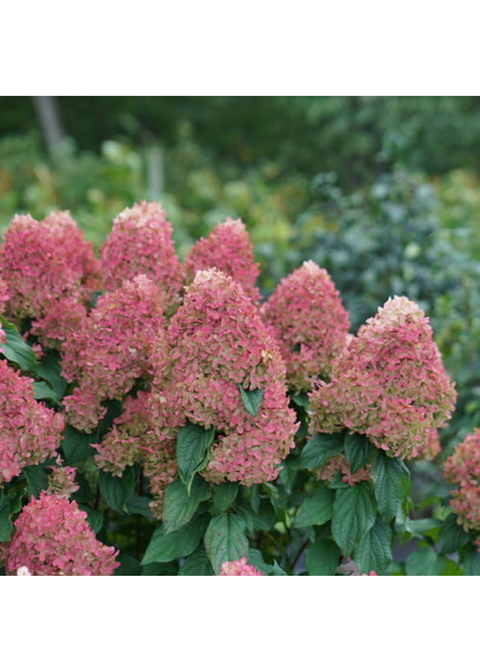 Hydrangea panic. Quick Fire Fab Hydrangea - Hardy, Quick Fire Fab, #3