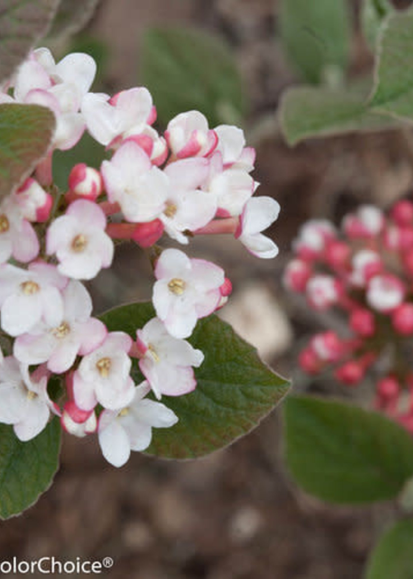 Viburnum carlesii Spice Girl, Viburnum - Korean Spice Improved, #3