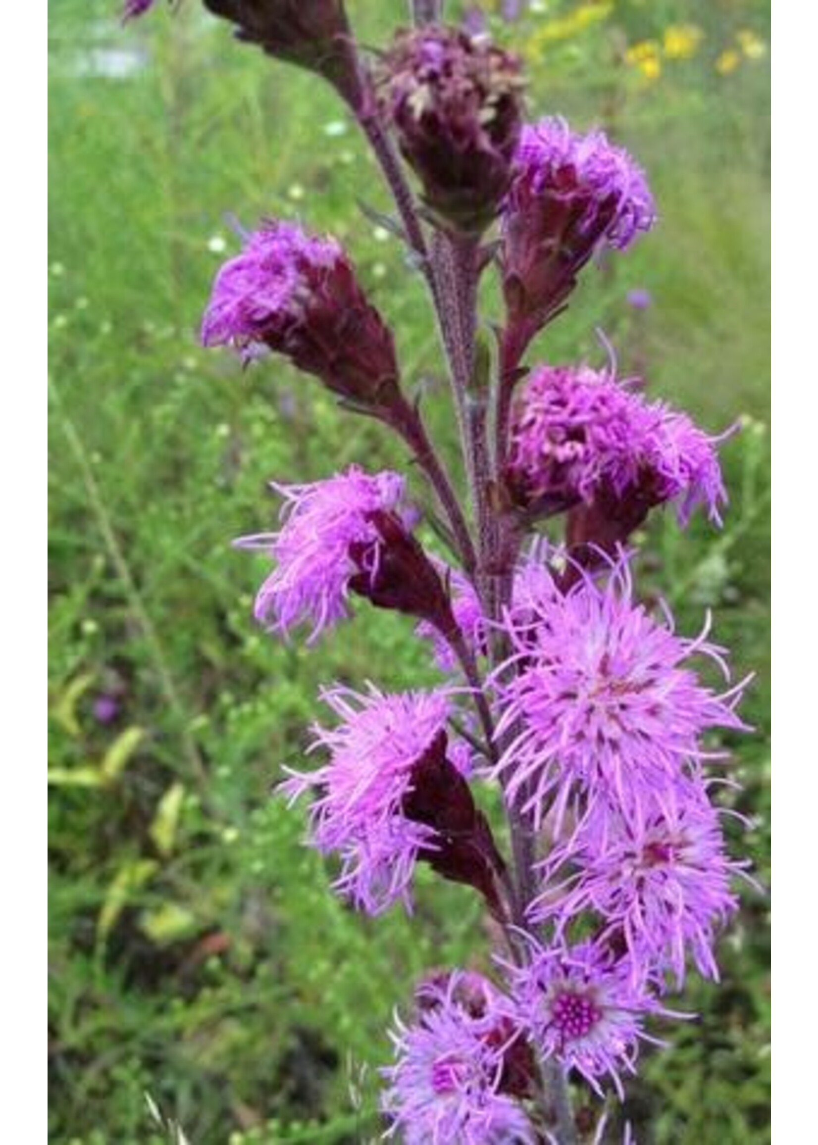 Liatris ligulistylis , Blazing Star, #1