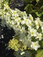 Hydrangea querc. Sike's Dwarf Hydrangea - Oakleaf, Sike's Dwarf, #3