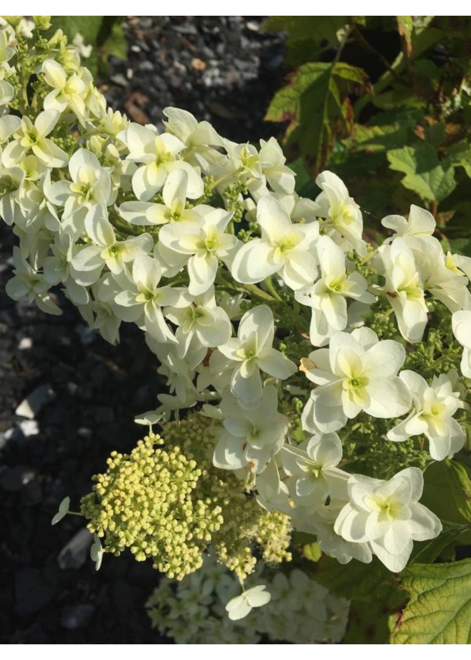 Hydrangea querc. Sike's Dwarf Hydrangea - Oakleaf, Sike's Dwarf, #3