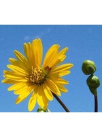 Silphium terebinthinaceum,  prairie dock #2 Container