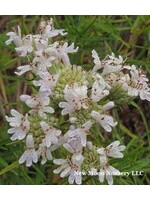 Pycnanthemum Tenuifolium, Mountain Mint, Slender-#1