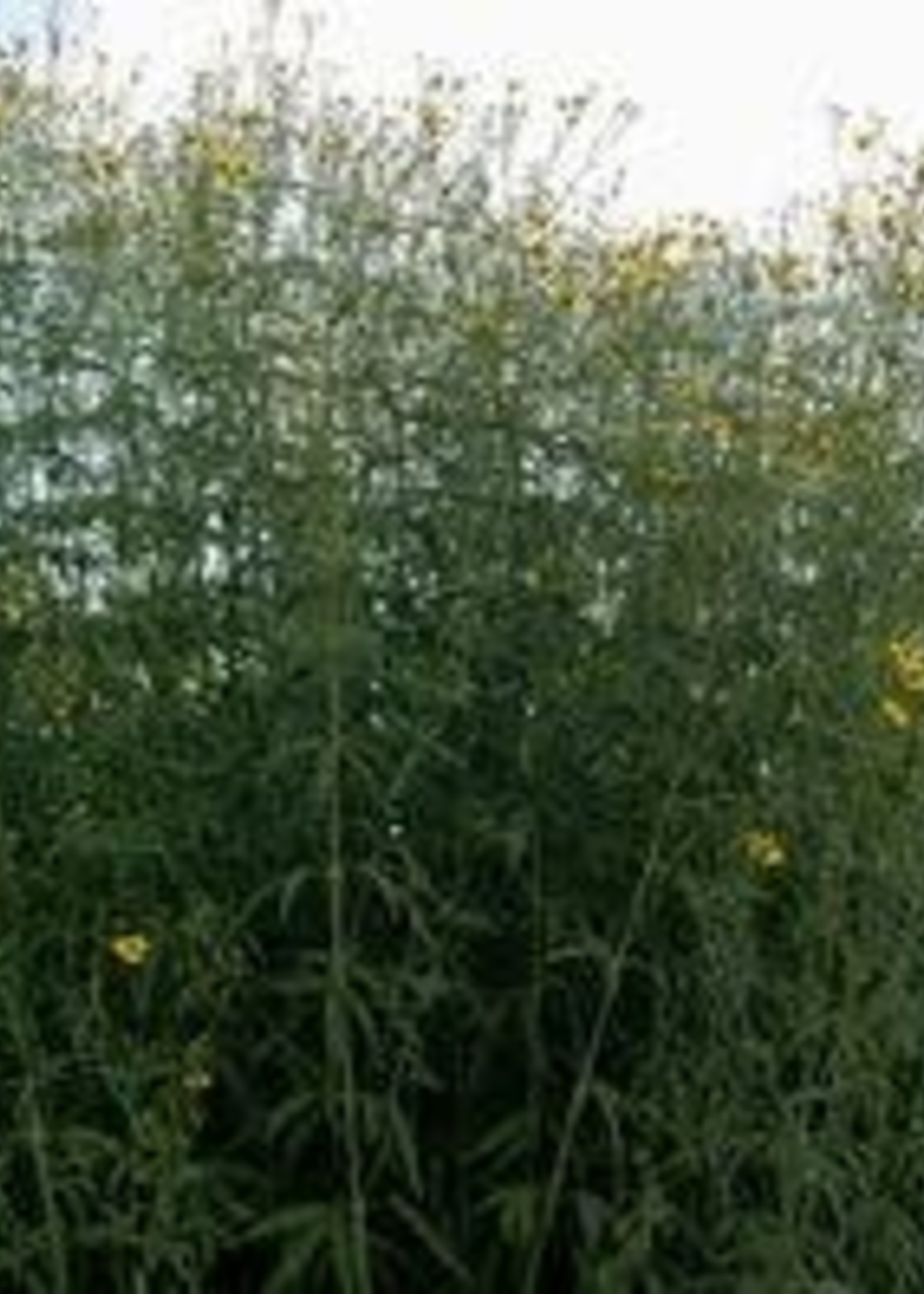 Coreopsis Tripteris Tickseed Tall 1 Behmerwald Nursery