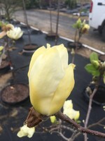 Spring Bloom Magnolia acuminata Elizabeth Magnolia - Cucumbertree, Elizabeth, #3